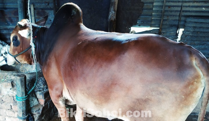 কোরবানির জন্য দুই দাঁতের গরু